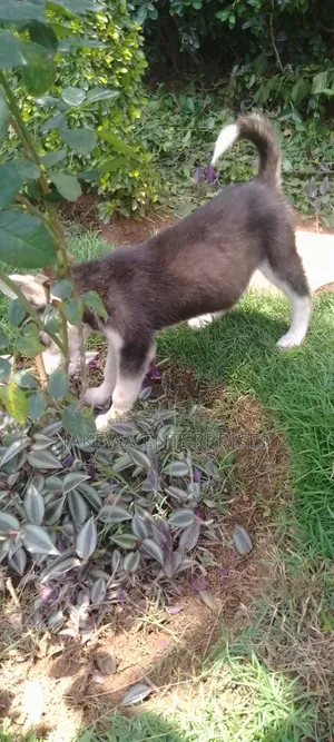 1-3 months Female Purebred Siberian Husky