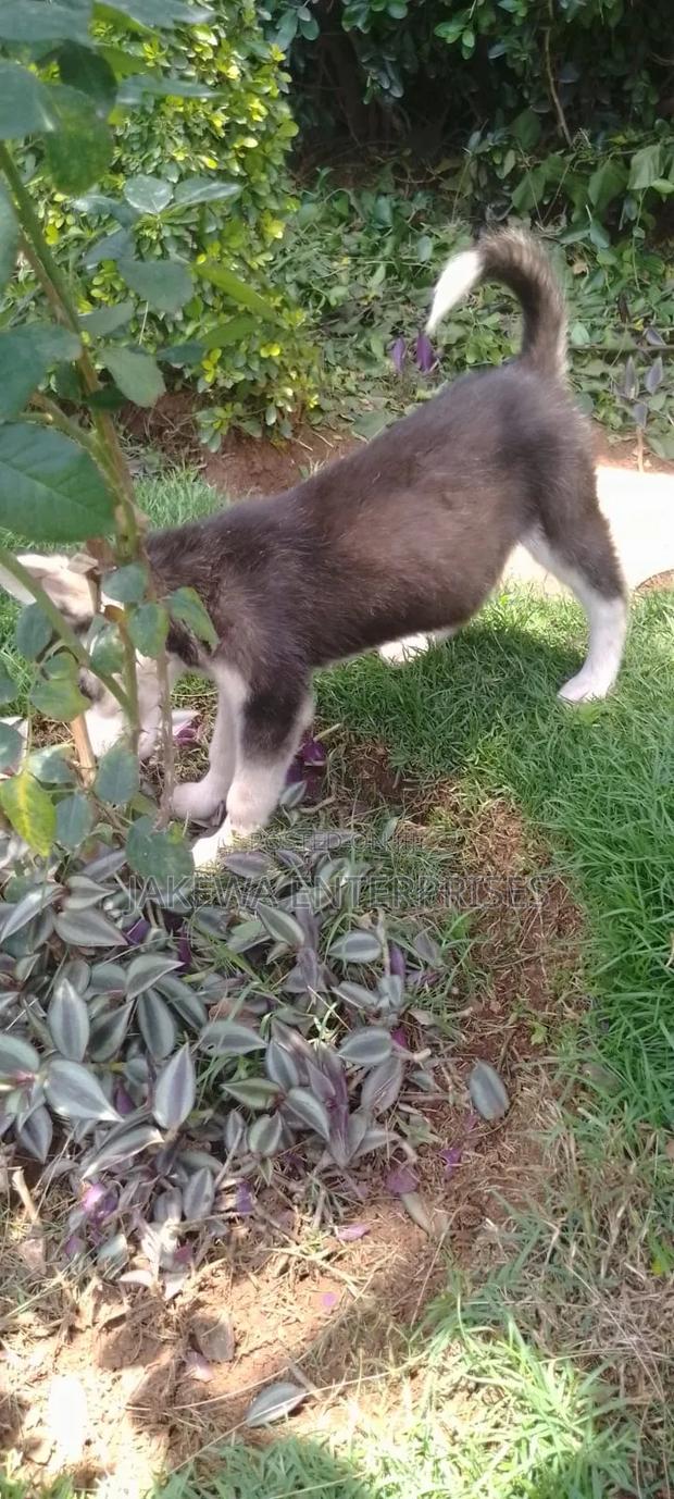 1-3 months Female Purebred Siberian Husky - thumbnail 2