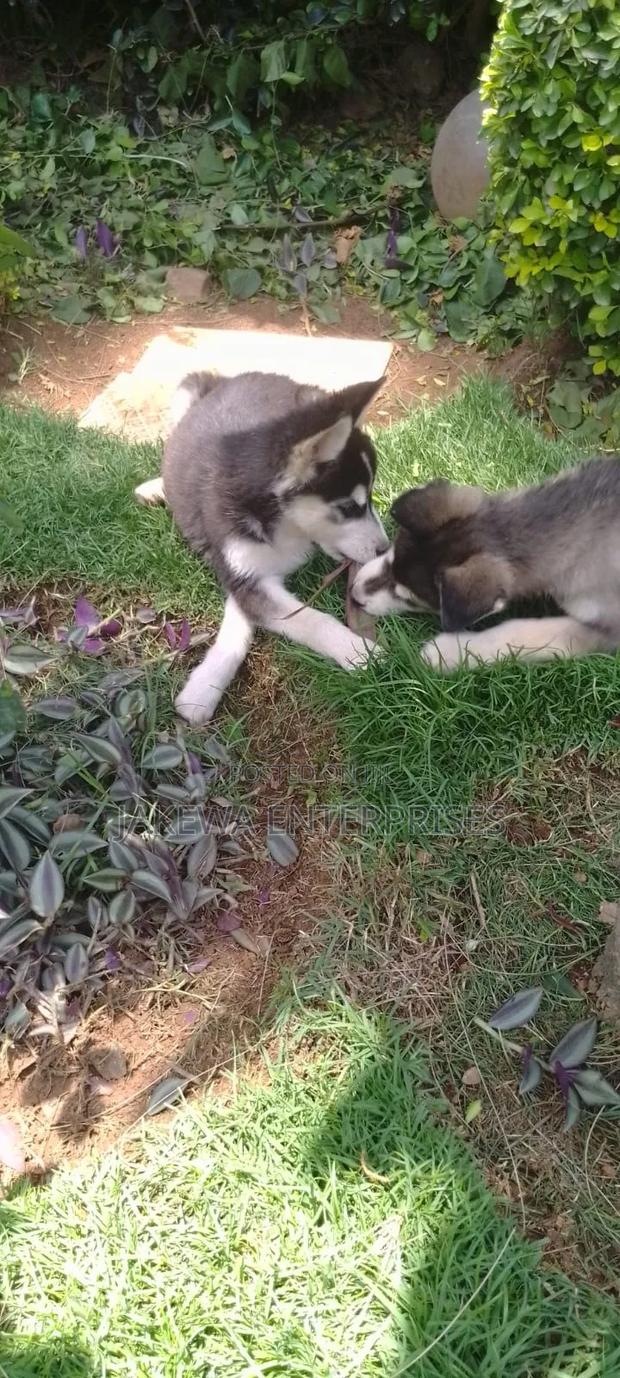 1-3 months Male Purebred Siberian Husky