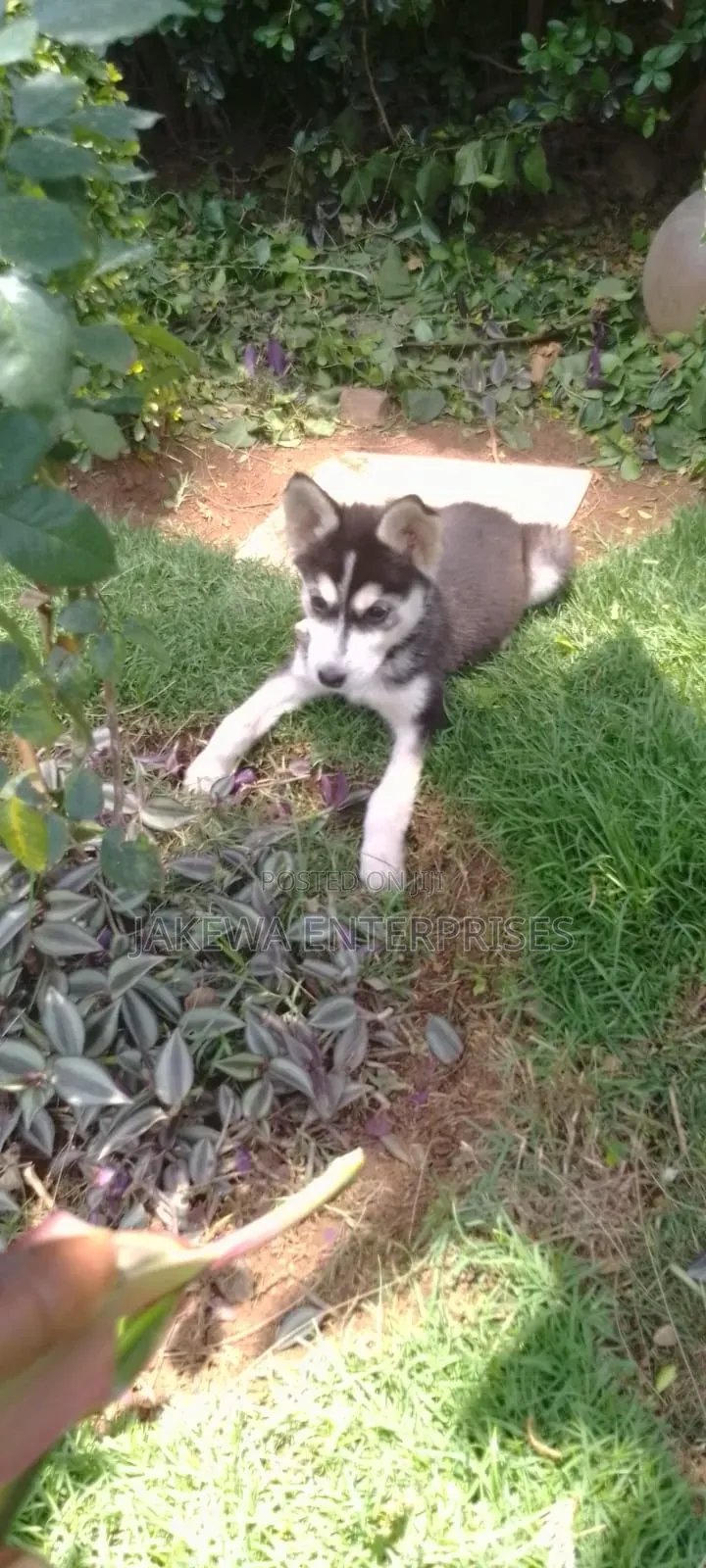 1-3 months Female Purebred Siberian Husky