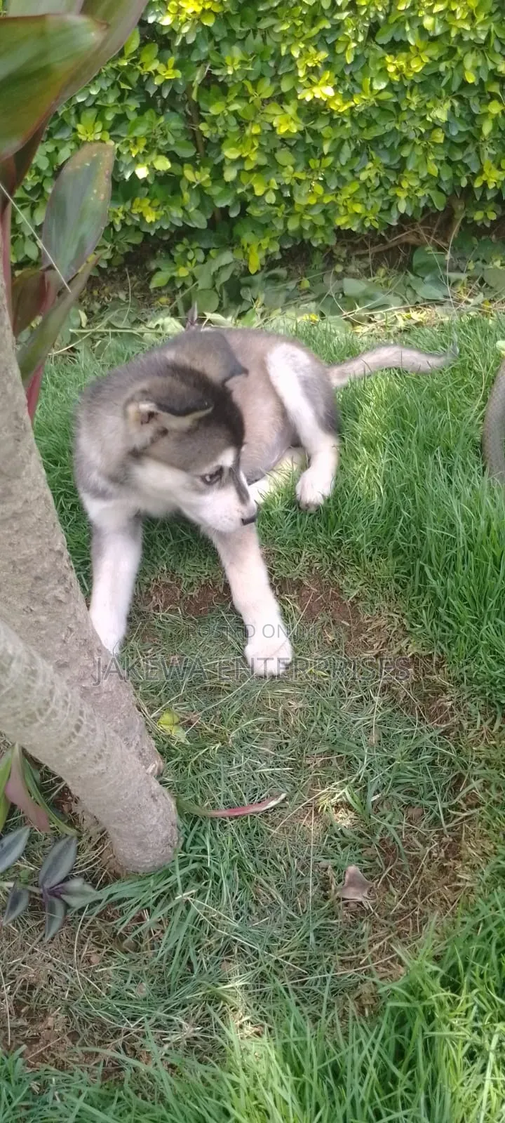 1-3 months Female Purebred Siberian Husky