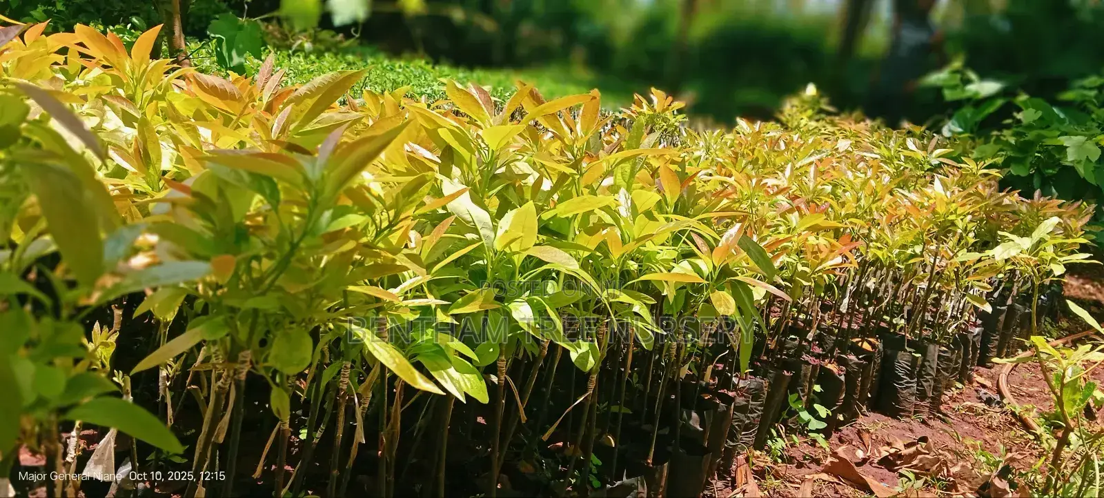 All Tree/Fruit Seedlings. Available