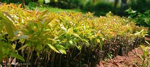 All Tree/Fruit Seedlings. Available - thumbnail 2