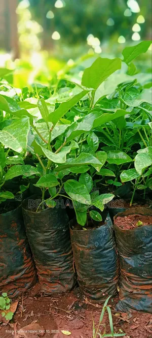 All Tree/Fruit Seedlings. Available
