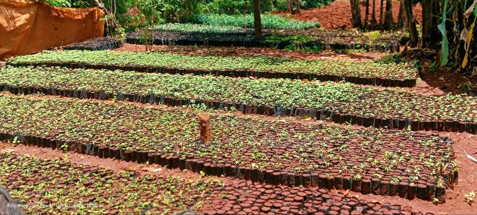 All Tree/Fruit Seedlings. Available