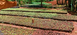 All Tree/Fruit Seedlings. Available