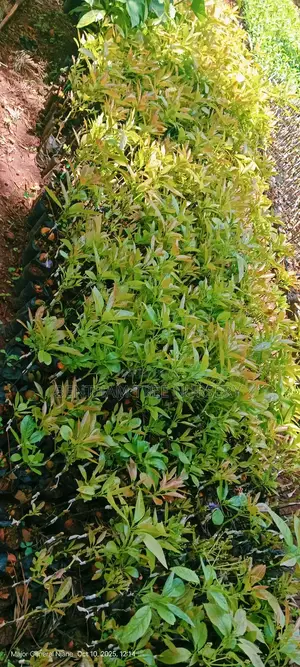 All Tree/Fruit Seedlings. Available