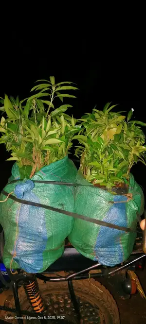 All Tree/Fruit Seedlings. Available