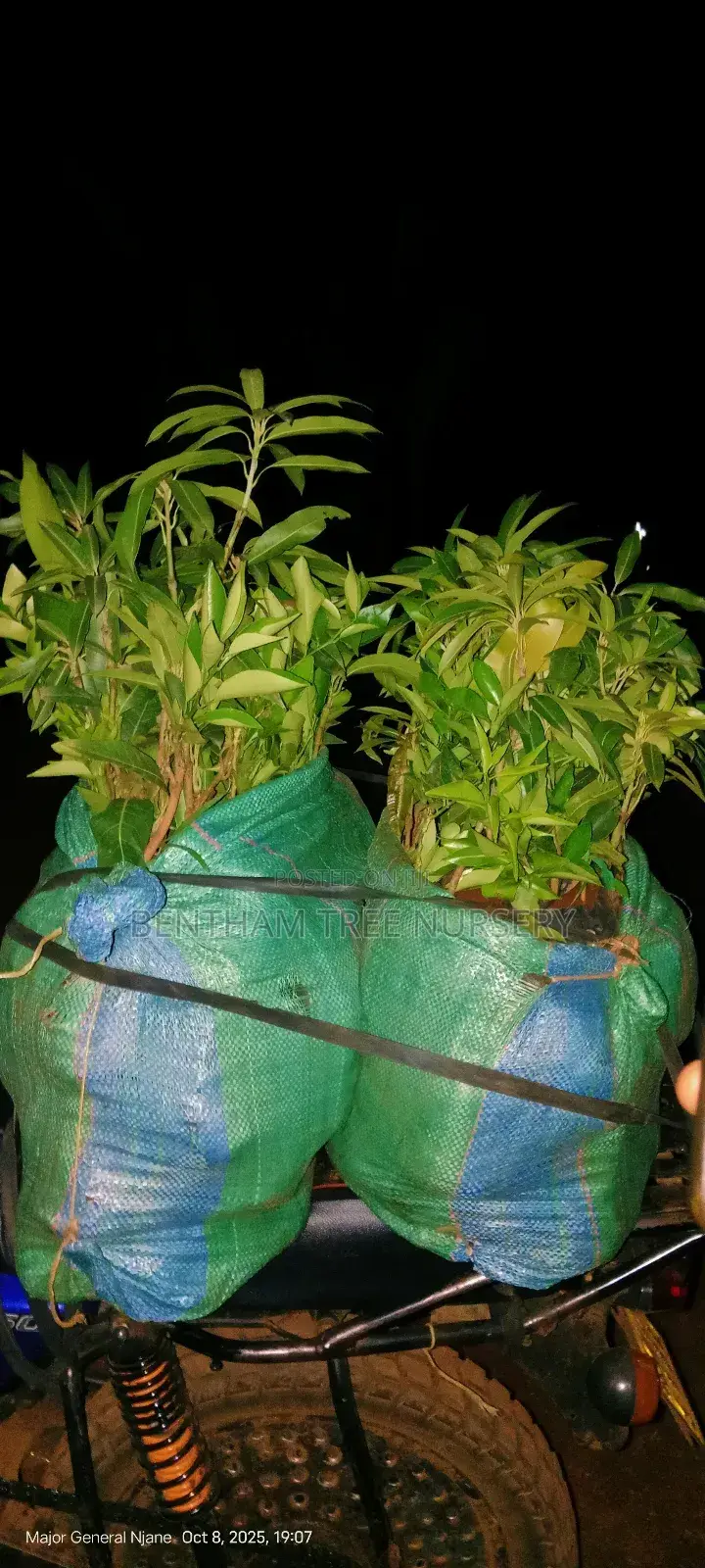 All Tree/Fruit Seedlings. Available