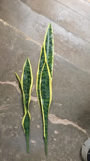 Snake Plants Instock
