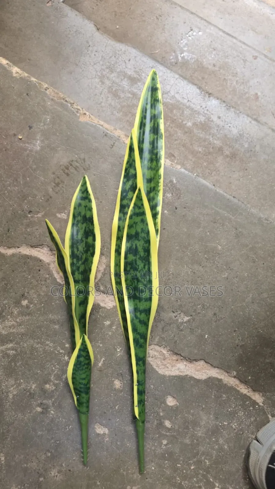 Snake Plants Instock