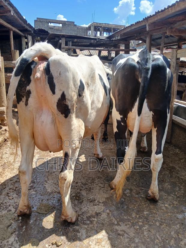 Pedigree Cows  - thumbnail 2