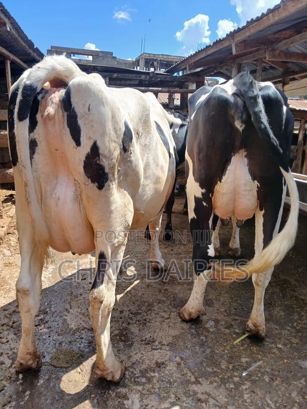 Pedigree Cows  - main view