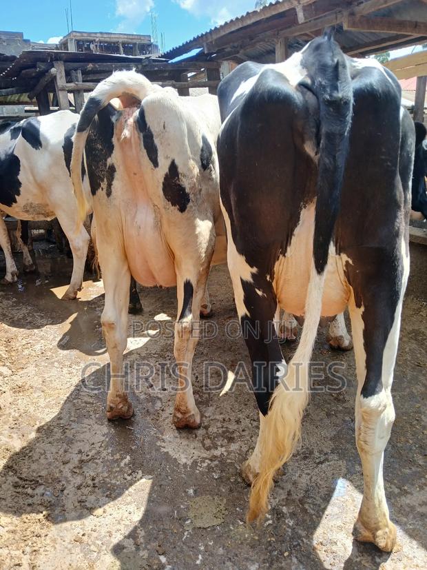 Pedigree Cows  - thumbnail 3