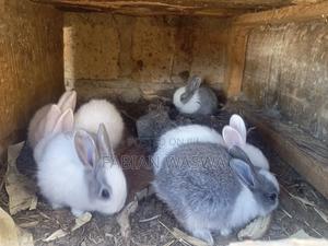 Rabbits From Nayndarua - thumbnail 2