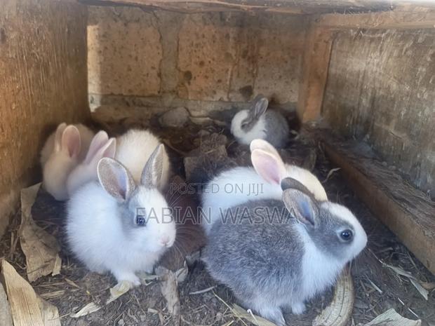 Rabbits From Nayndarua - thumbnail 3