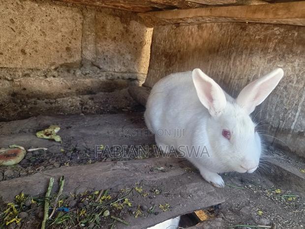 Rabbits From Nayndarua - thumbnail 4