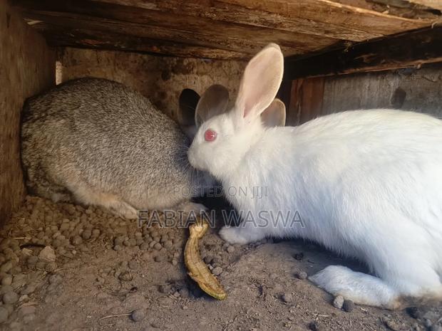 Rabbits From Nayndarua - thumbnail 5