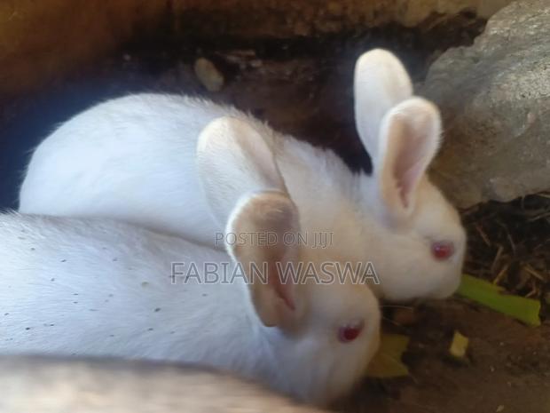 Rabbits From Nayndarua - thumbnail 6