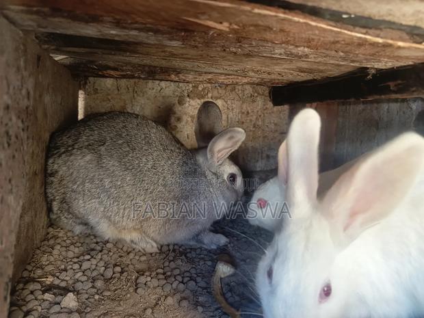 Rabbits From Nayndarua - thumbnail 7