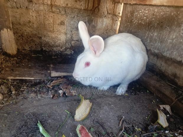 Rabbits From Nayndarua - thumbnail 8