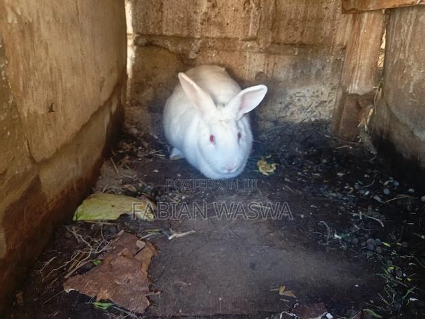 Rabbits From Nayndarua - thumbnail 9