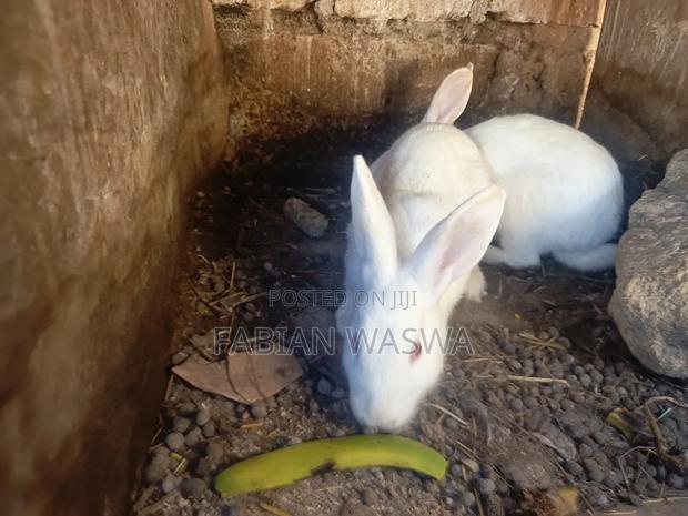 Rabbits From Nayndarua - thumbnail 10
