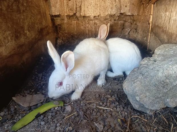 Rabbits From Nayndarua - thumbnail 11