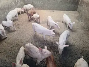 Pigs for Sale