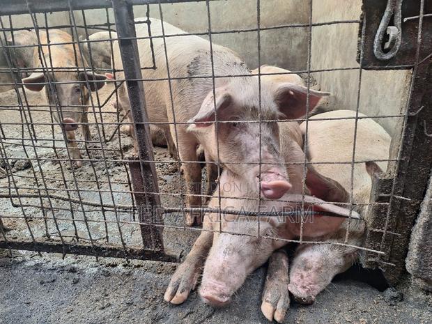 Pigs for Sale - thumbnail 3