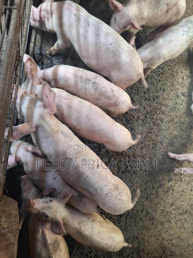 Pigs for Sale - thumbnail 5