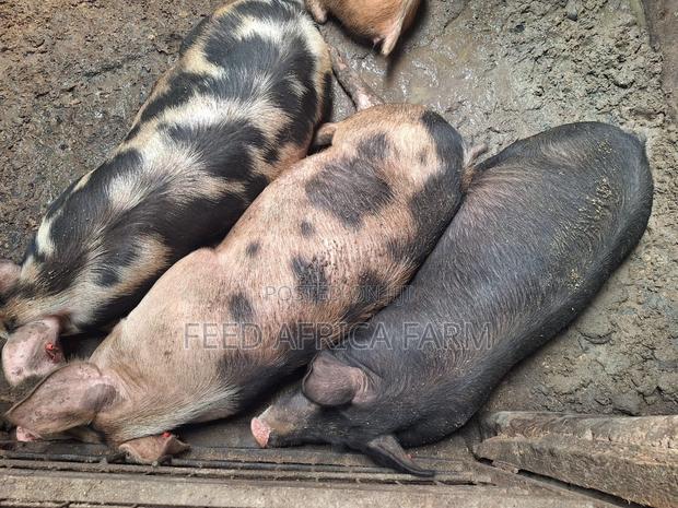 Pigs for Sale - thumbnail 6