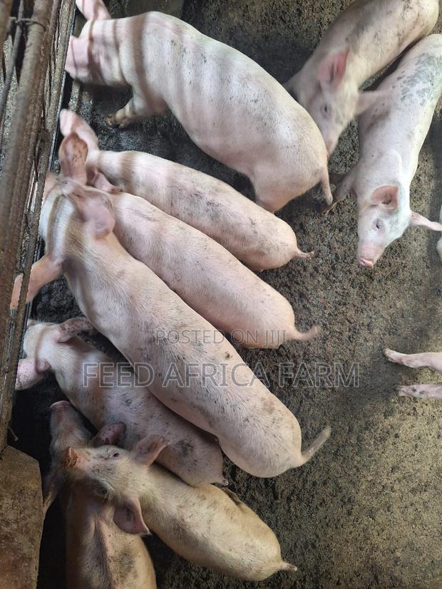 Pigs for Sale - thumbnail 7