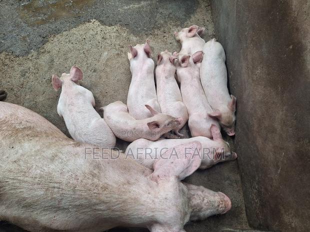 Pigs for Sale - thumbnail 8