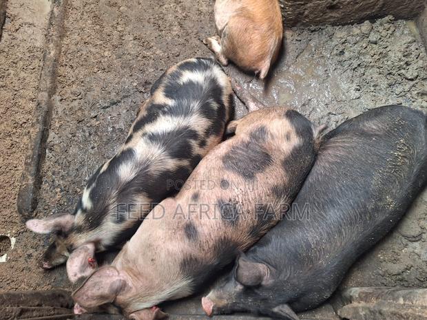 Pigs for Sale - thumbnail 9