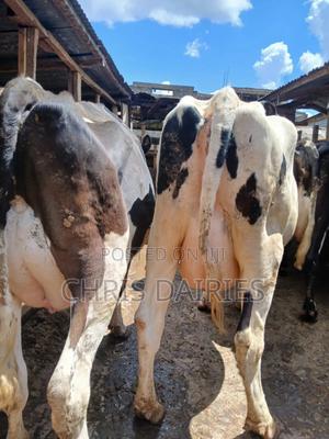 Super Pedigree - thumbnail 2