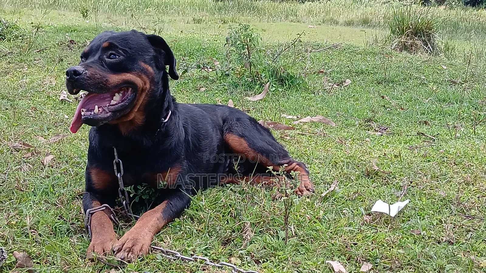 1+ year Male Purebred Rottweiler