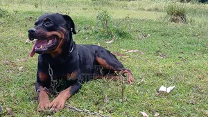 1+ year Male Purebred Rottweiler