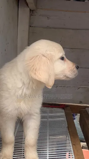 1-3 months Male Purebred Golden Retriever