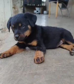 1-3 months Male Purebred Rottweiler