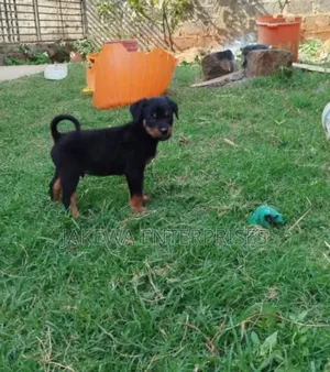 1-3 months Male Purebred Rottweiler