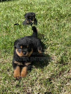 1-3 months Female Purebred Rottweiler - thumbnail 2