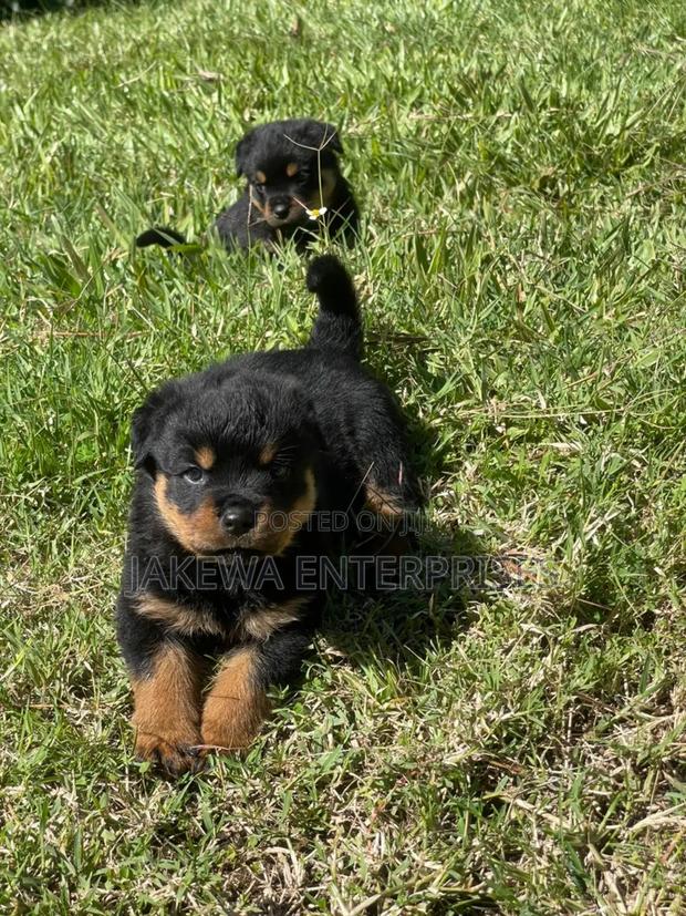 1-3 months Female Purebred Rottweiler - main view