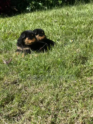 1-3 months Female Purebred Rottweiler