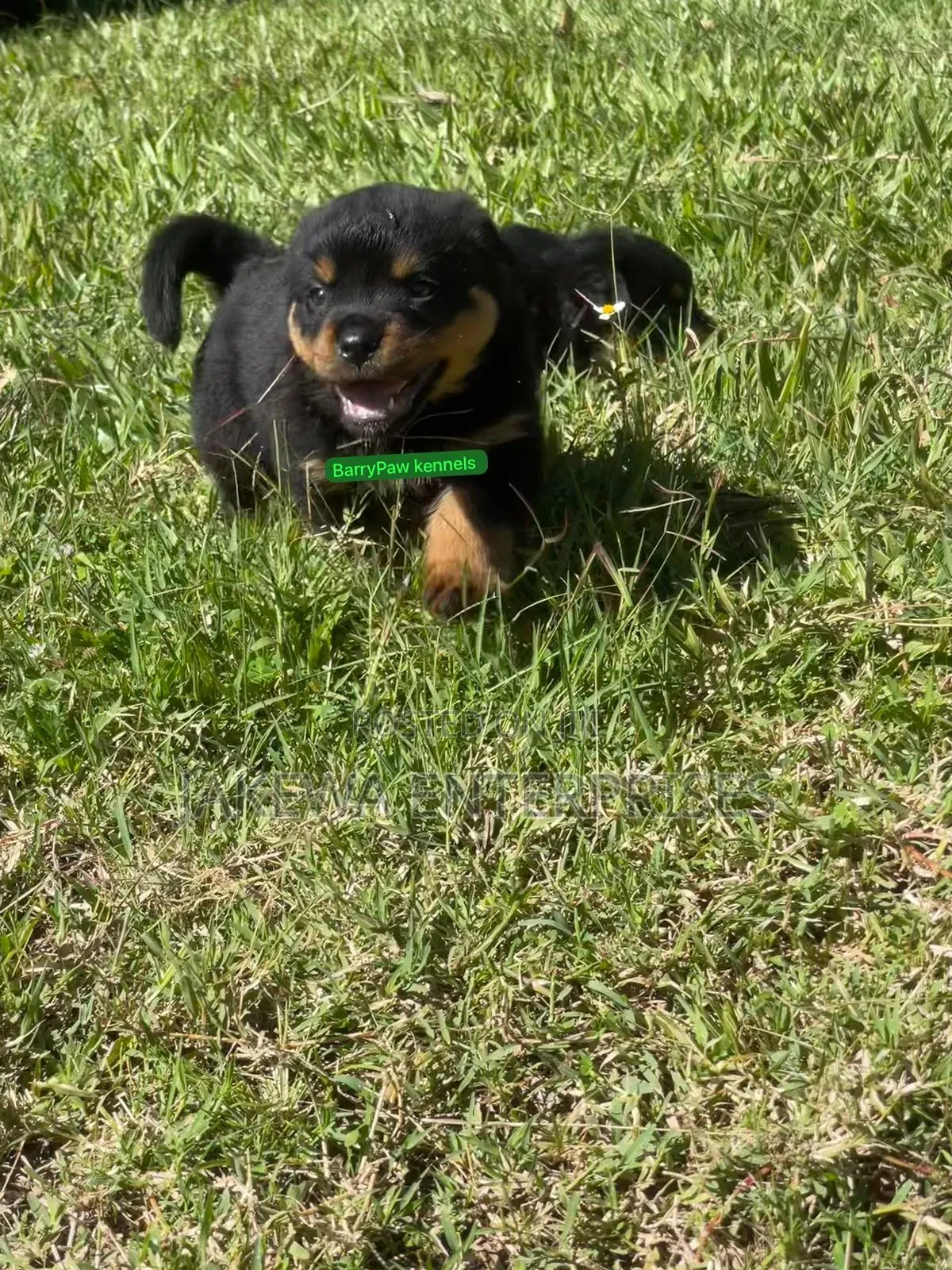1-3 months Female Purebred Rottweiler