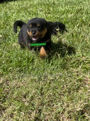 1-3 months Female Purebred Rottweiler