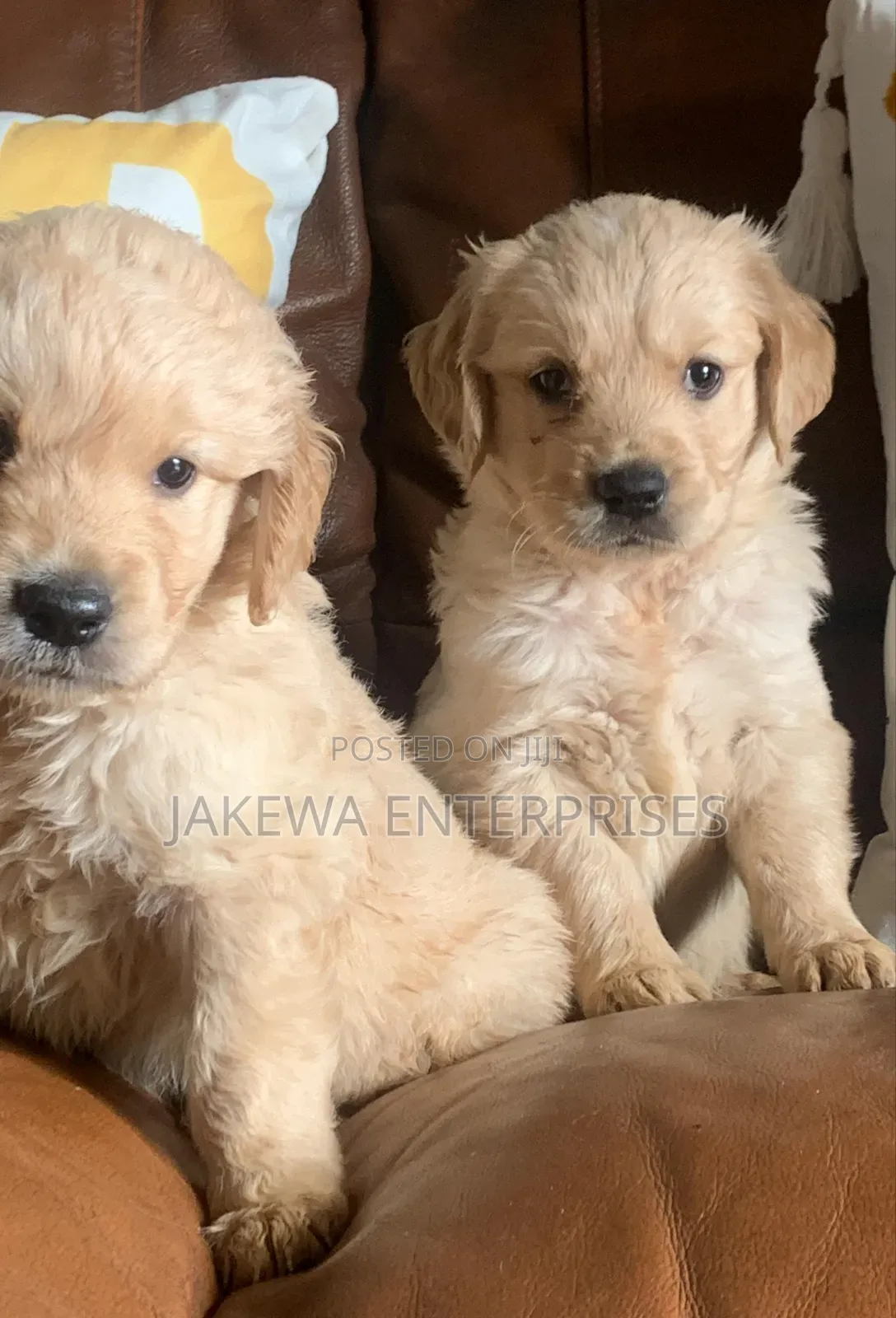 1-3 months Male Purebred Golden Retriever