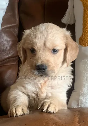 1-3 months Male Purebred Golden Retriever