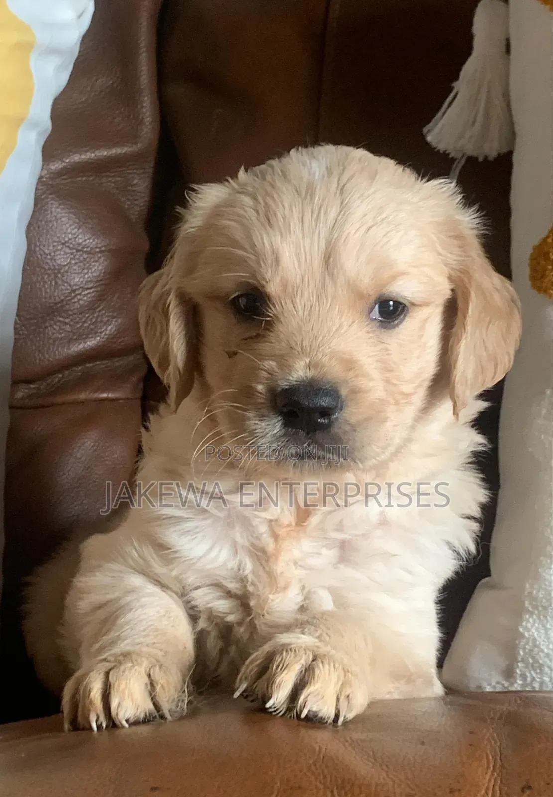 1-3 months Male Purebred Golden Retriever