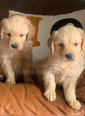 1-3 months Female Purebred Golden Retriever